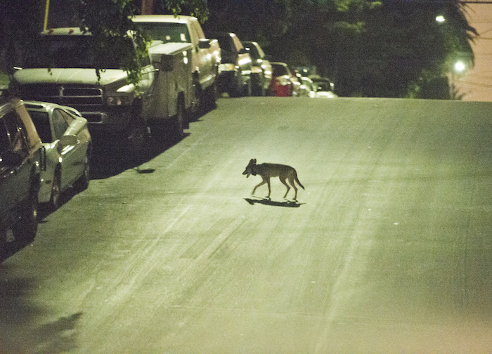 Urban Coyotes in Los Angeles